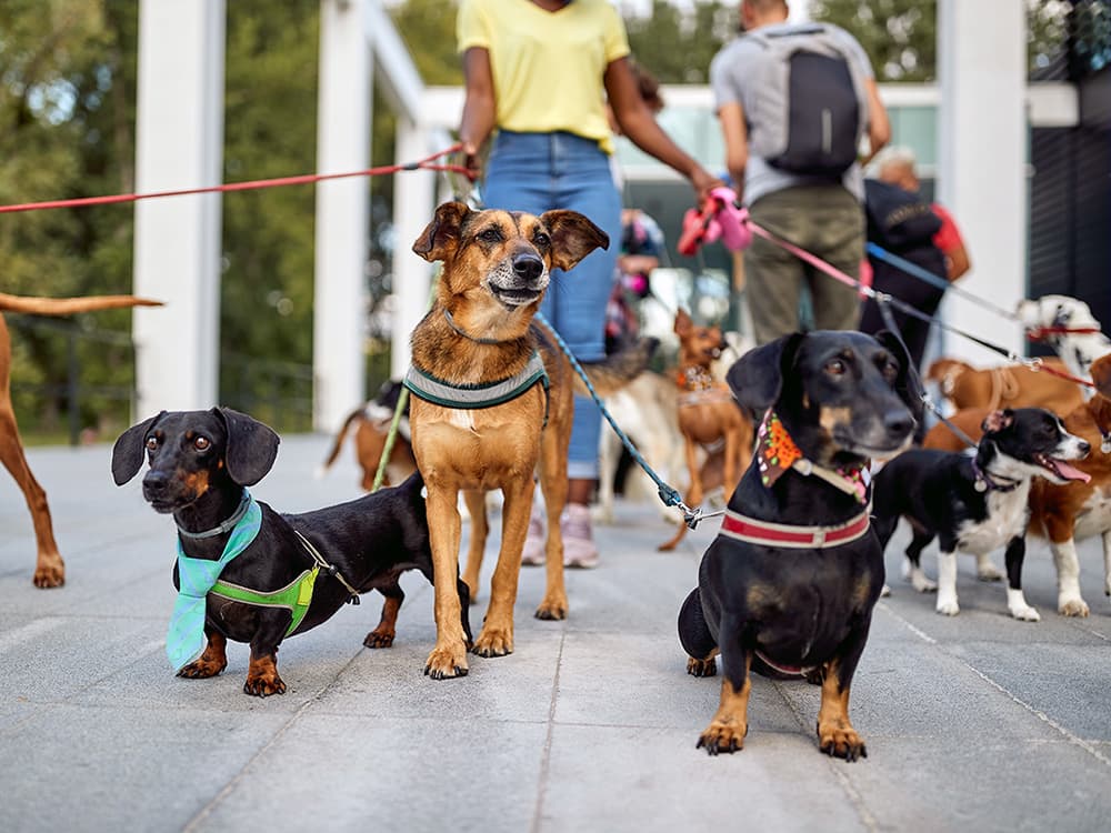 How to Start a Professional Dog-Walking Service