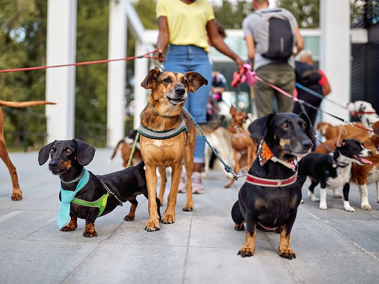 How to Start a Professional Dog-Walking Service