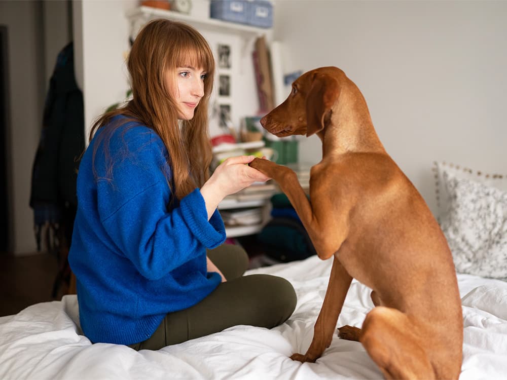 “How Do I Get My Dog to Stop Pawing at Things?”