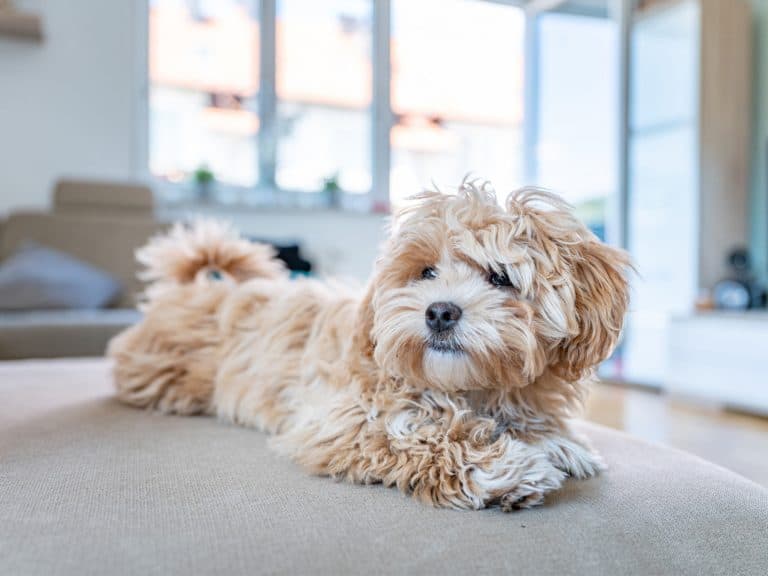 malitpoo dog