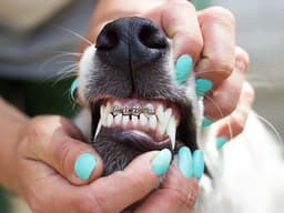 Why Dog Orthodontics Exist and Your Pup May Need Them