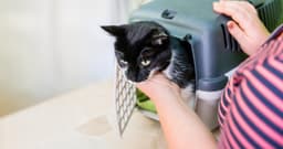 How to Get a Cat in a Carrier
