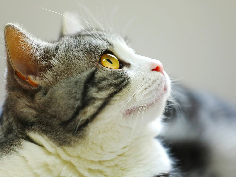 Cat looking up