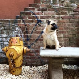 6 Private Dog Parks for NYC’s Slobbery Social Elite