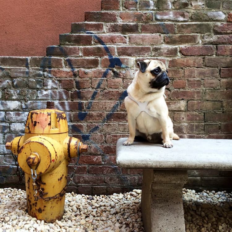6 Private Dog Parks for NYC’s Slobbery Social Elite