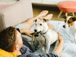 New Legislation Proposes the Ban of Shock Collars in New York