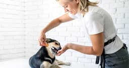 Dog Hygiene 101: What Every New Pet Parent Should Know
