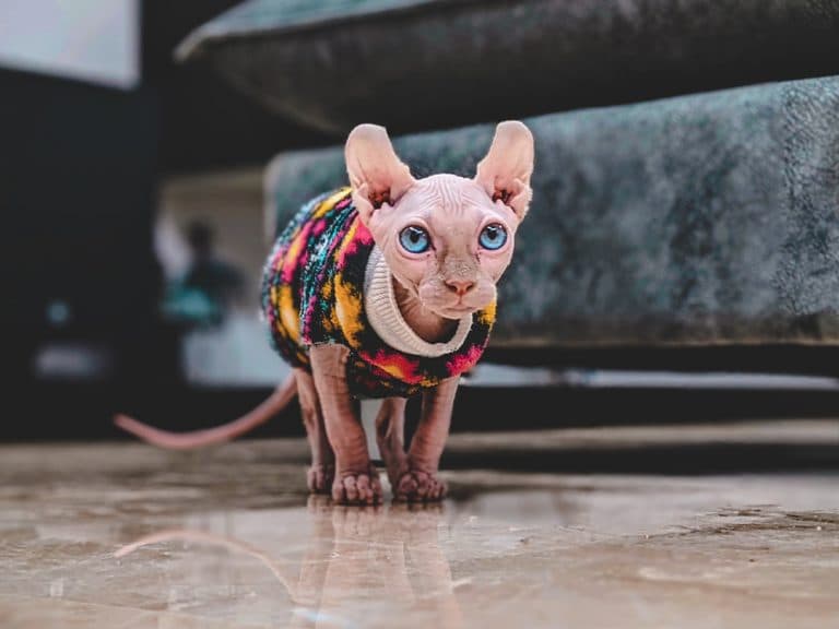 Elf cat in coat