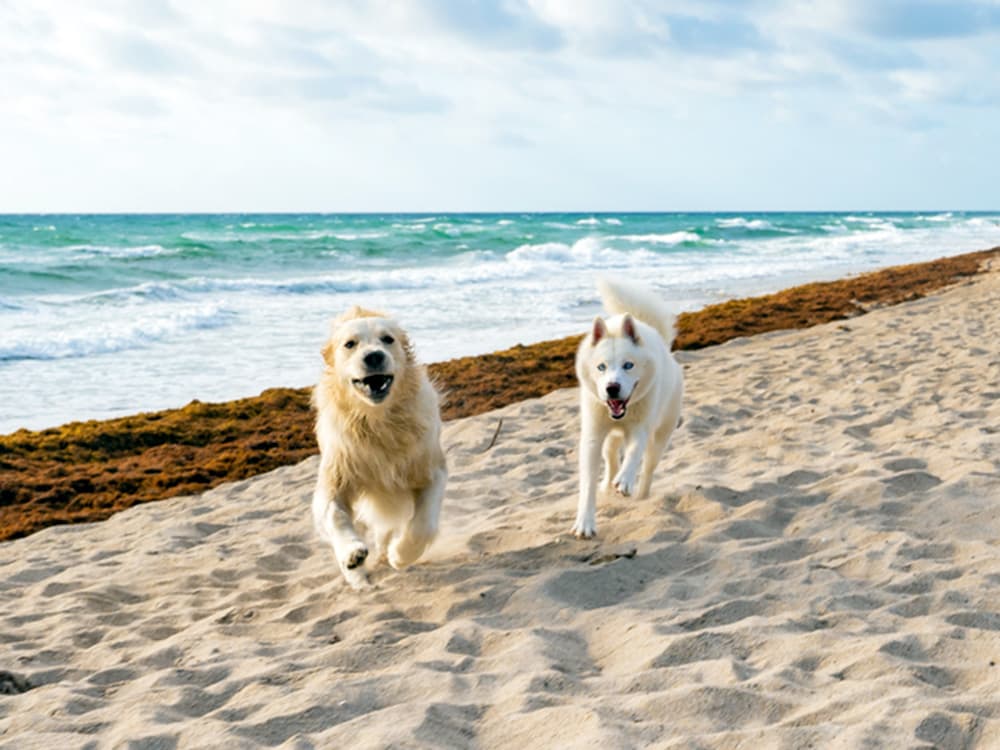17 Best Dog-Friendly Beaches in Florida for Your Pup to Frolic