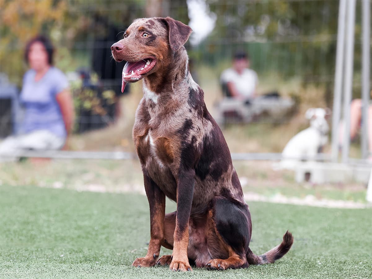 Merle Catahoula Leopard Dog on a field