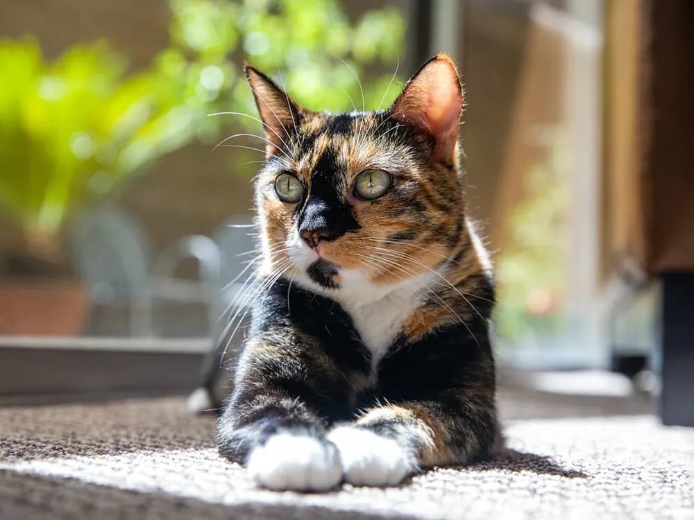 toritie calico cat coat color