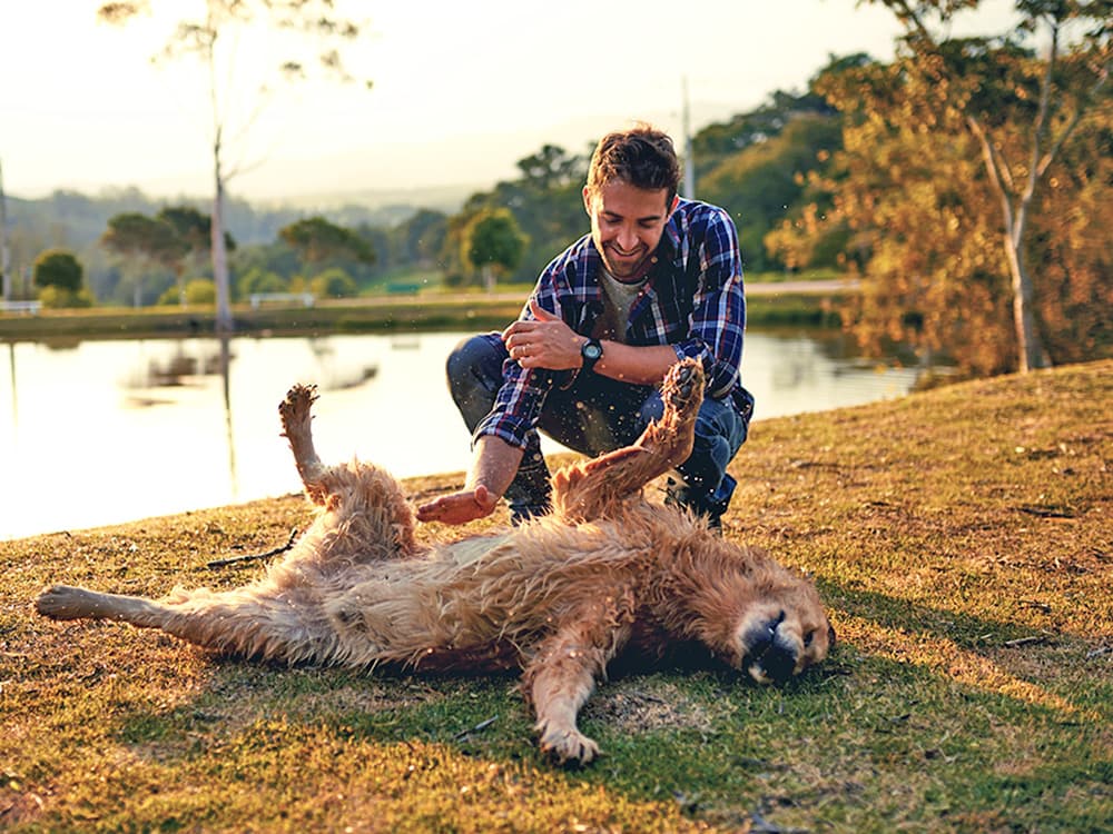 How to Teach Your Dog to Roll Over in 4 Simple Steps