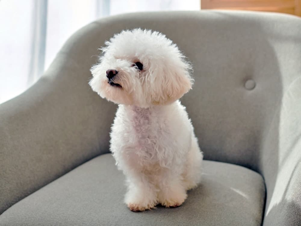 minimal fur of bichon frise dog on sofa