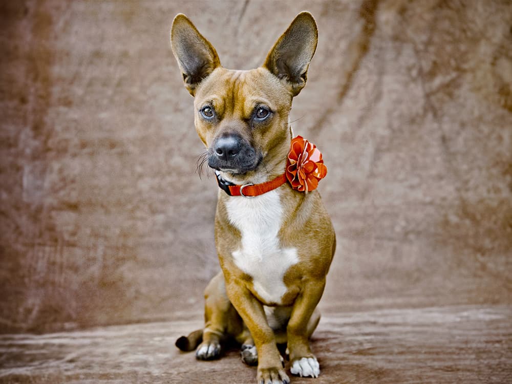 Chihuahua / Corgi mixed breed