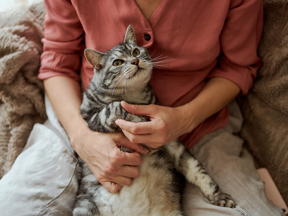 How to Care for Your Senior Cat