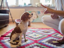 Dog Training 101: What to Teach Your New Dog