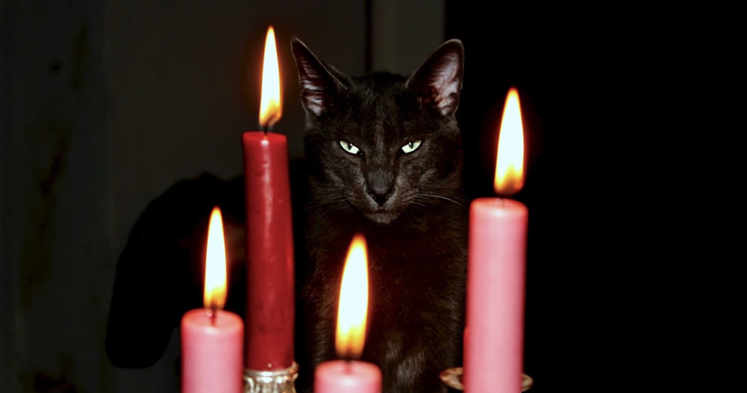 100+ Gothic Cat Names