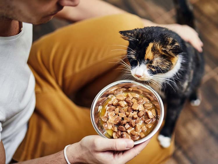 Finally, the Reason Why Your Cat Is a Picky Eater