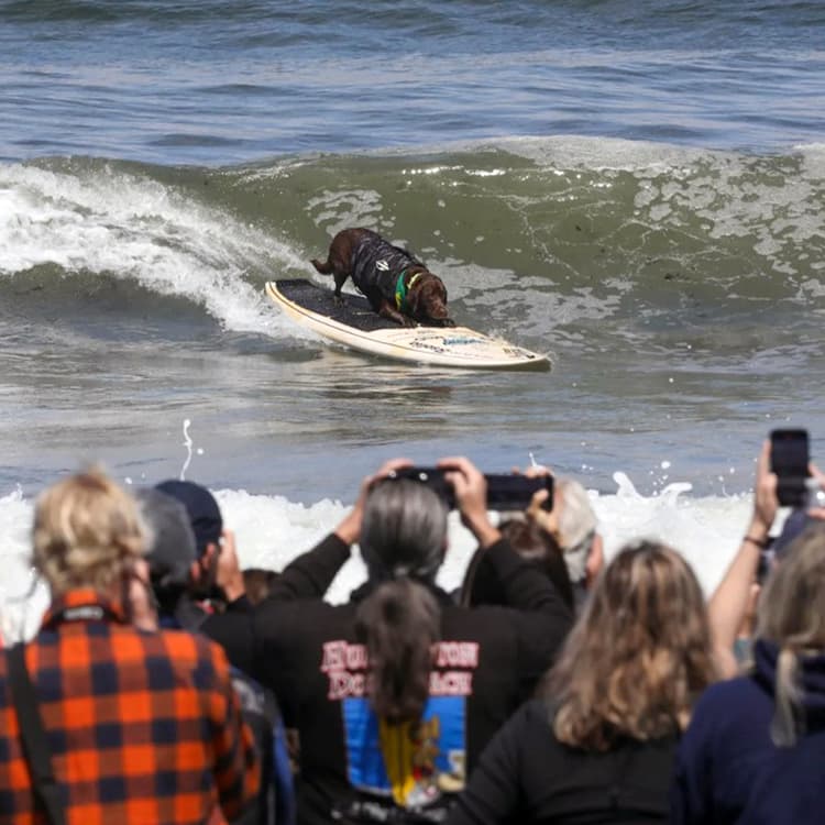 Meet Cacau, the Winner of the World Dog Surfing Championships