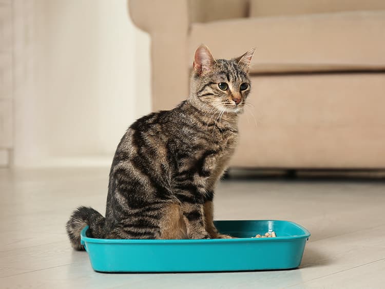 How to Train a Cat to Use a Litter Box
