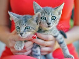 Why Kitten Season Is Getting Longer and More Intense Every Year