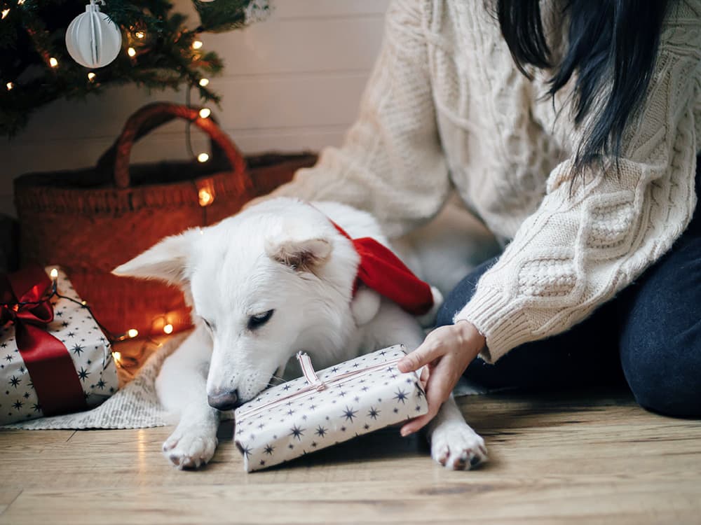 Here Are the 10 States With the Most Spoiled Dogs