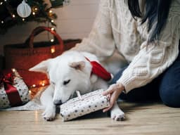 Here Are the 10 States With the Most Spoiled Dogs