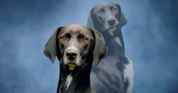 Meet 3 Gorgeous Black Dogs Ready for Adoption