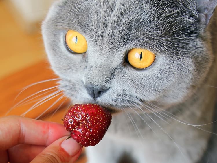 Can Cats Eat Strawberries