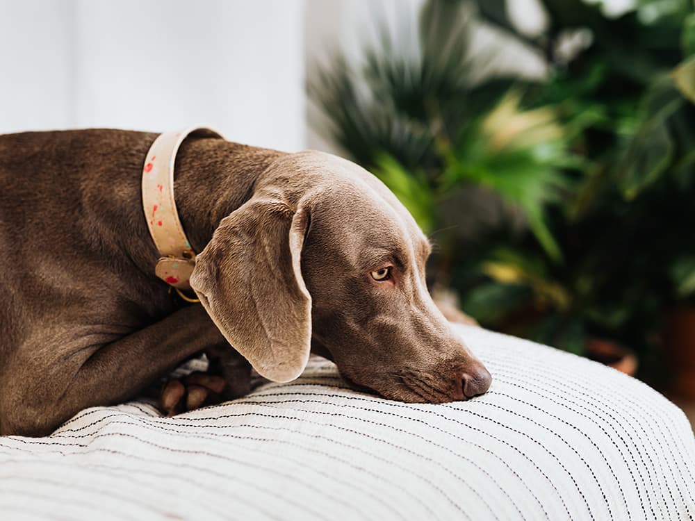 Can Dogs Be Depressed? Signs and Treatment for Canine Depression