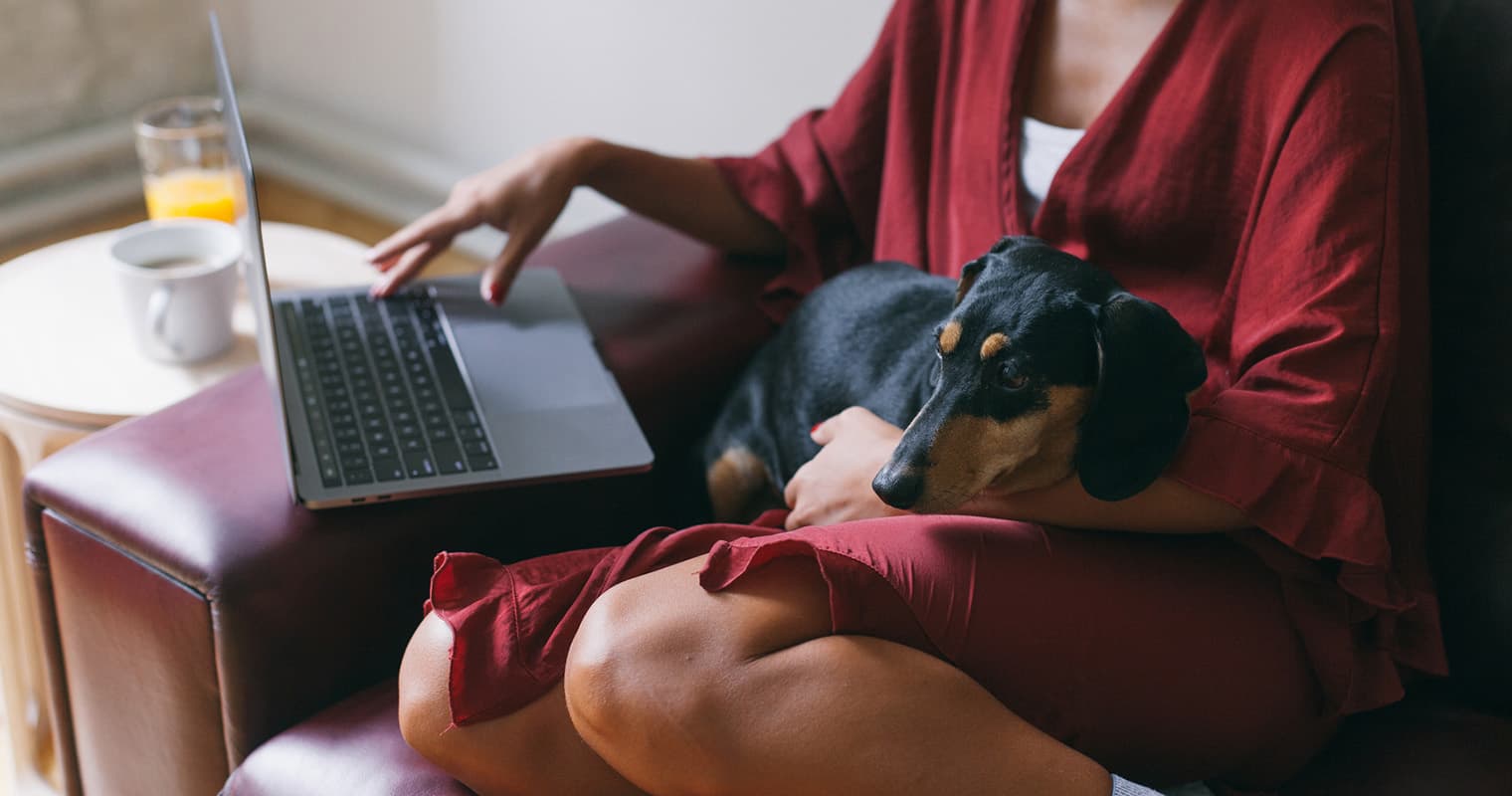 How Do I Rehome My Dachshund?
