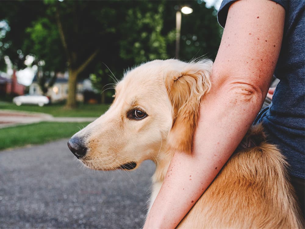 How to Learn the Signs of Aggression In Dogs So You Can Get Them Some Doggy Therapy