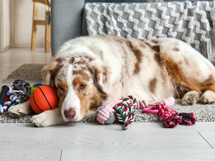 Is Your Dog a Toy Addict? A New Study Says It’s Totally Possible