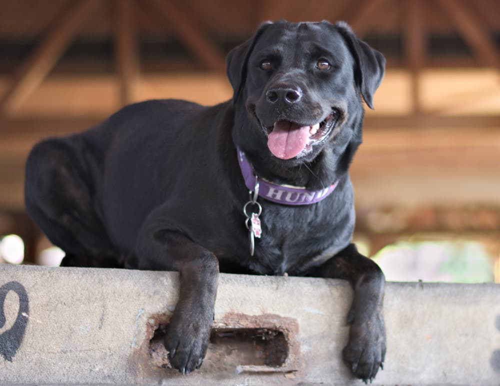 Rottweiler - Labrador
