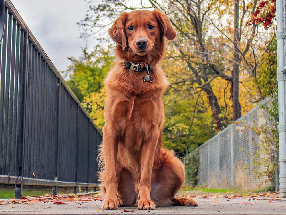 Golden Retriever Irish Setter mix sitting