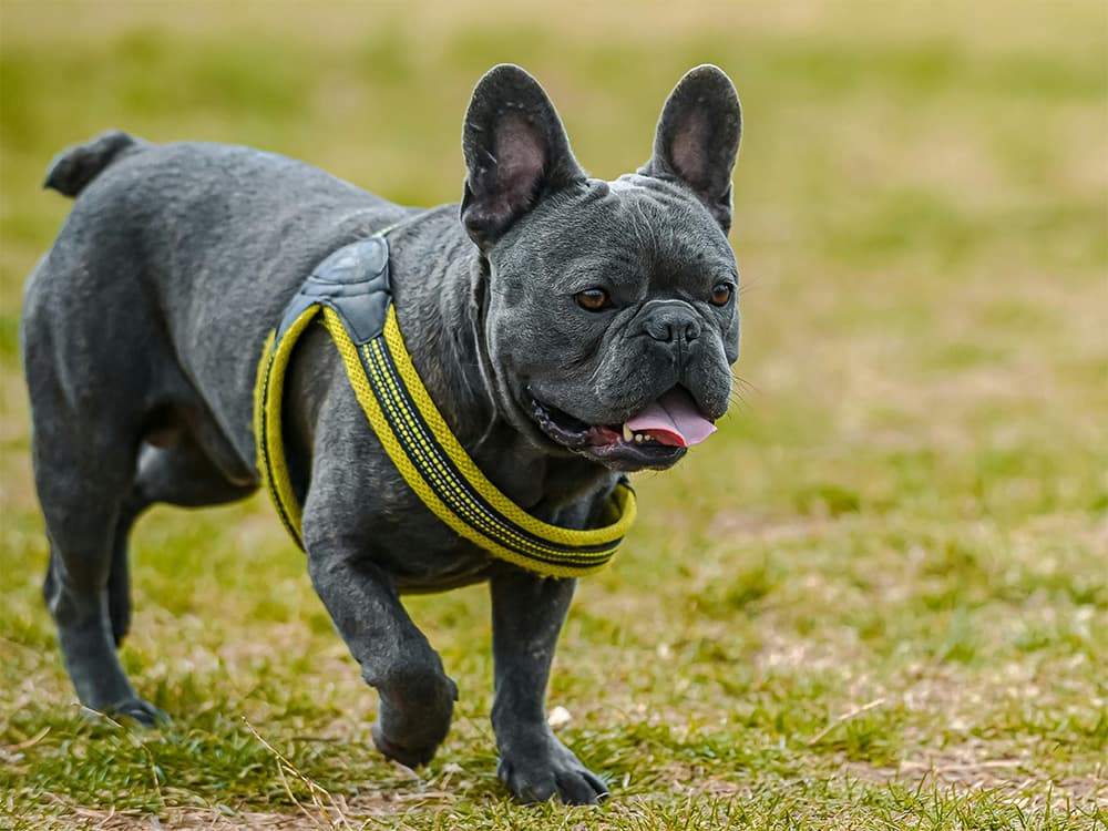 french bulldog on grass