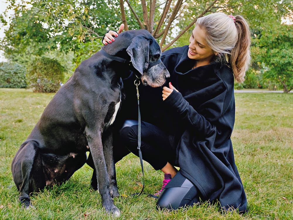 How Long Does It Take a Great Dane to Get Used to a New Home?