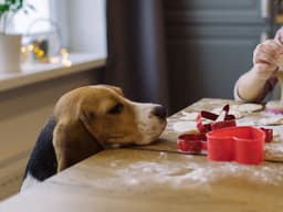 Raw Dough and Dogs Don’t Mix