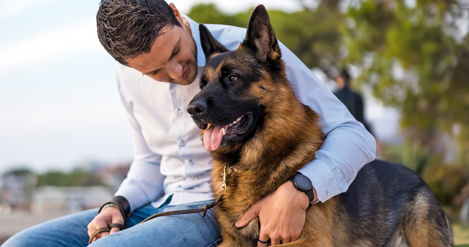 How Much Does It Cost to Surrender a German Shepherd?