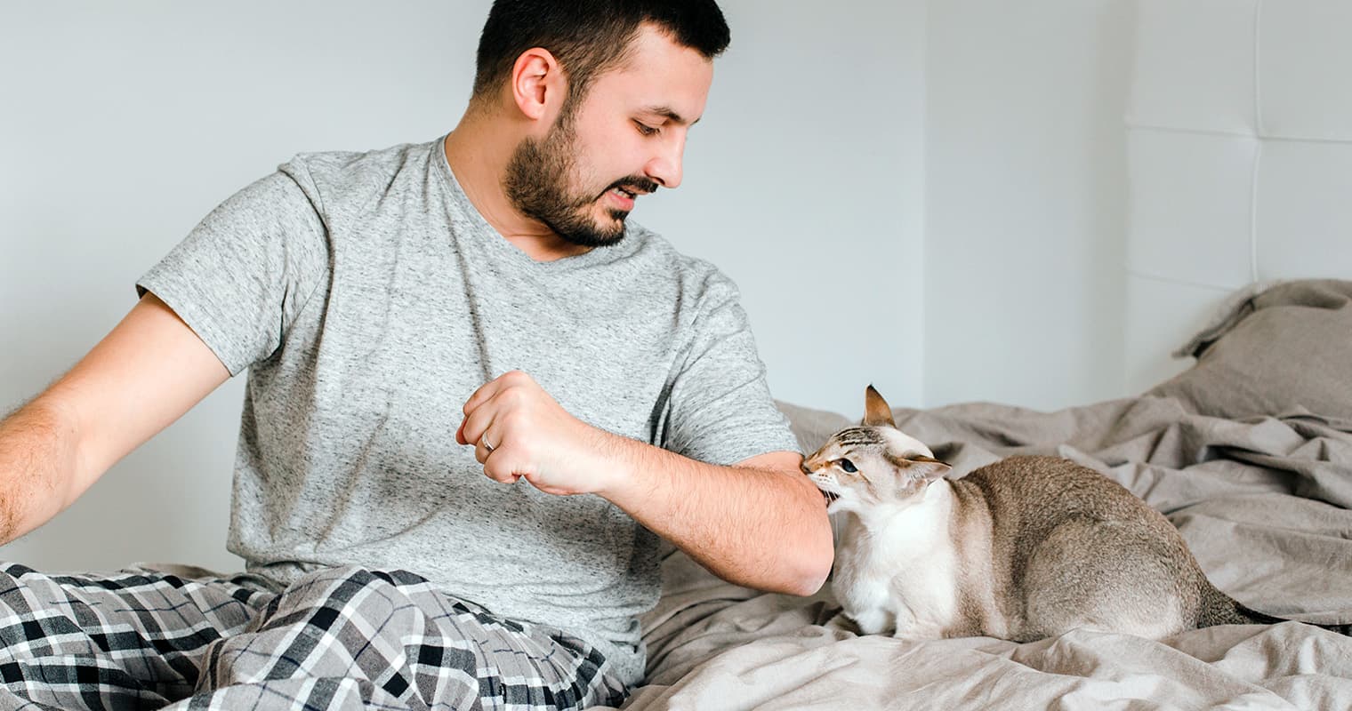 How to Calm an Aggressive Cat