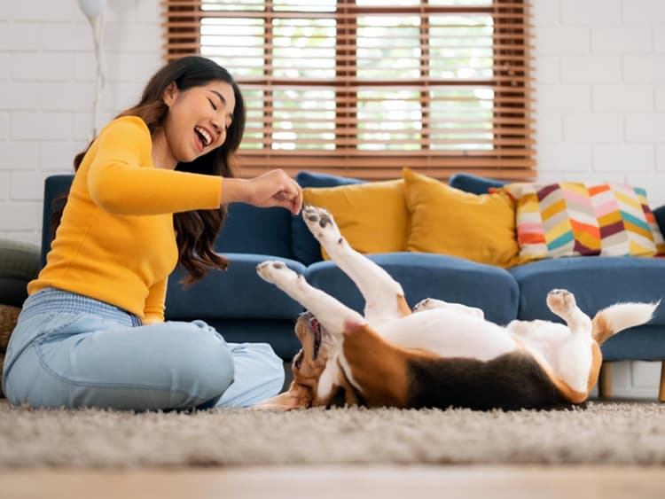 Playing With Your Dog Can Help Their Brain Stay Healthy Longer, New Study Finds