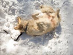 Natural Remedies for Dry Skin: How to Help Dry Skin on Dogs