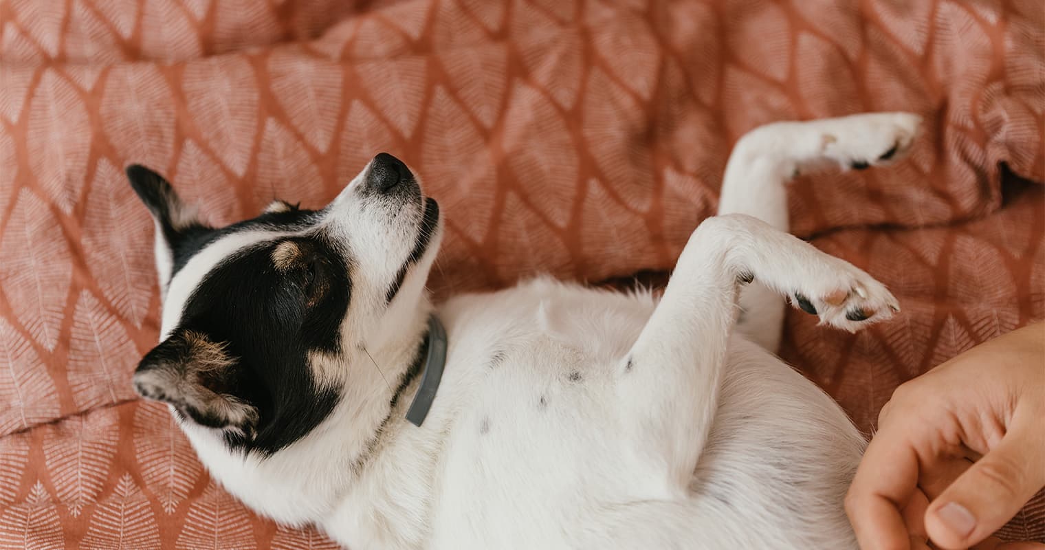 How to Calm an Anxious Dog Naturally