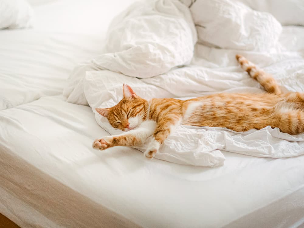 Why Is My Cat Twitching in Their Sleep?