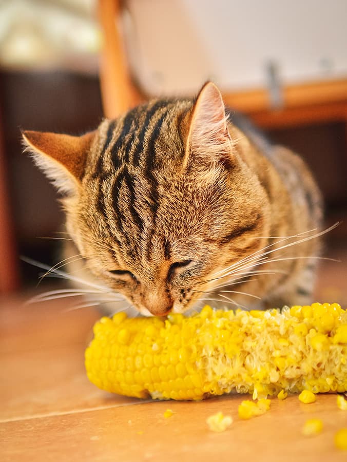 Can Cats Eat Corn?
