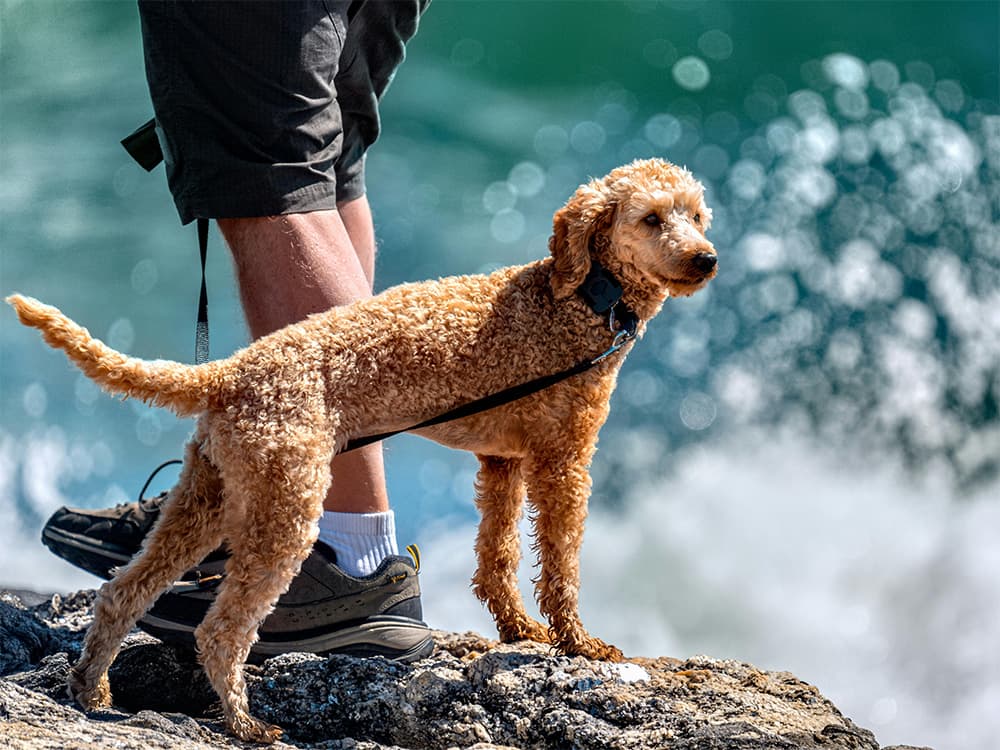 Poodle standing on rock