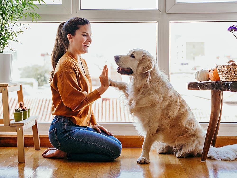 Woman playing with friendly golden retriever