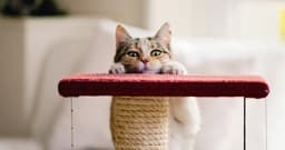 Do Cats Need a Scratching Post? Why Your Cat Scratches, and How to Choose the Best Post