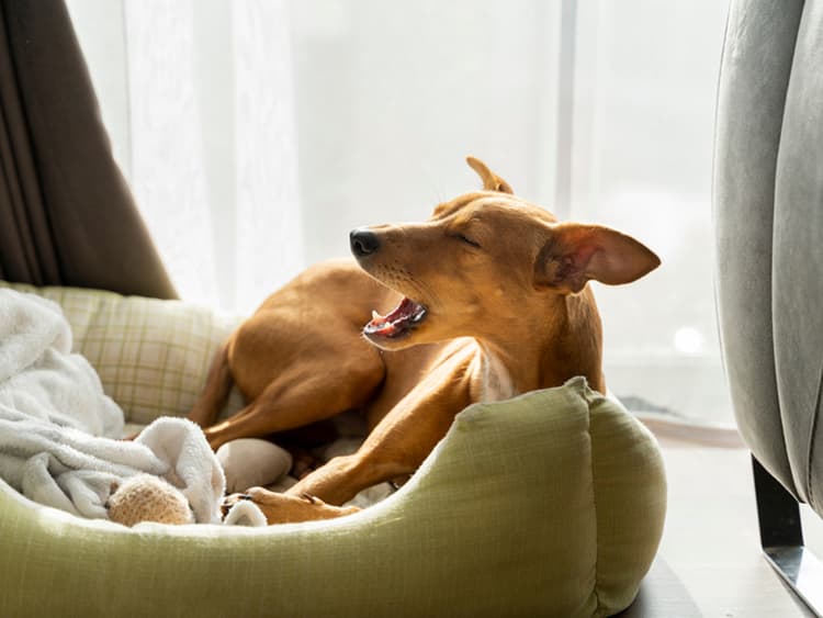 Why Is My Dog Coughing?