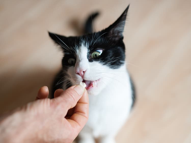 12 Best All-Natural Cat Treats